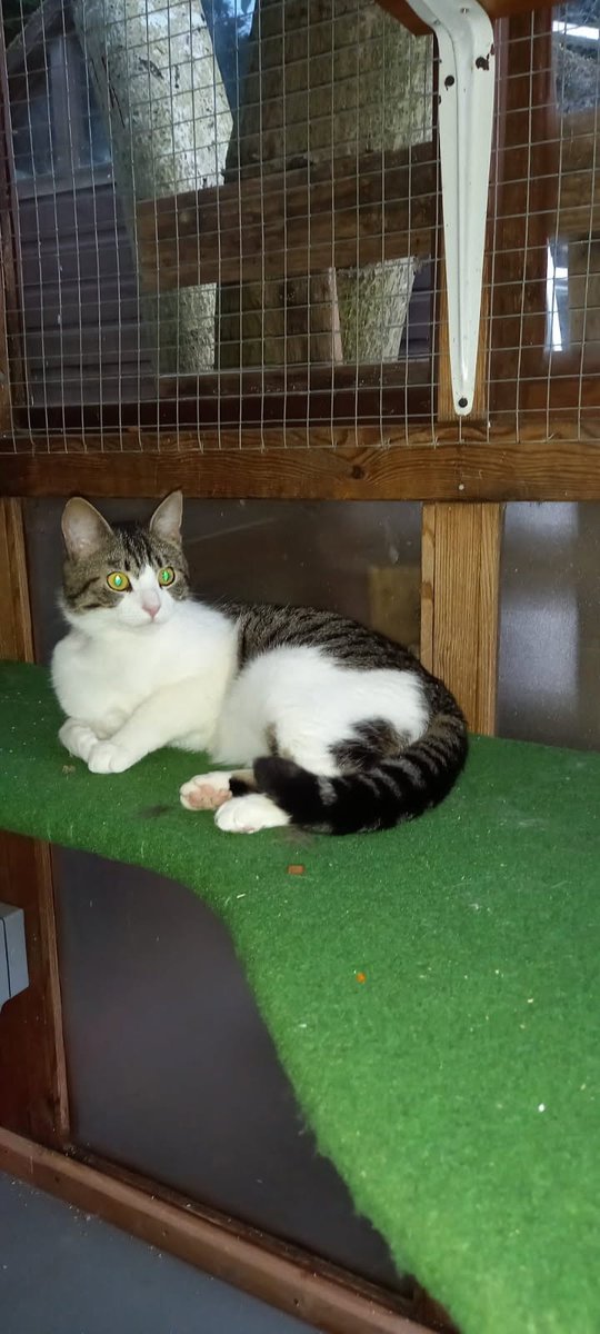 CatsNorthampton's tweet image. Have you seen Spotty he&apos;s a 2yo Tabby and white male Neutered and microchipped missing from Nene Place #Northampton NN5 he was last seen yesterday 9/07/25 
If you know where he is Contact 0344 700 3251 quoting ref S25-021
#fluffyfursday