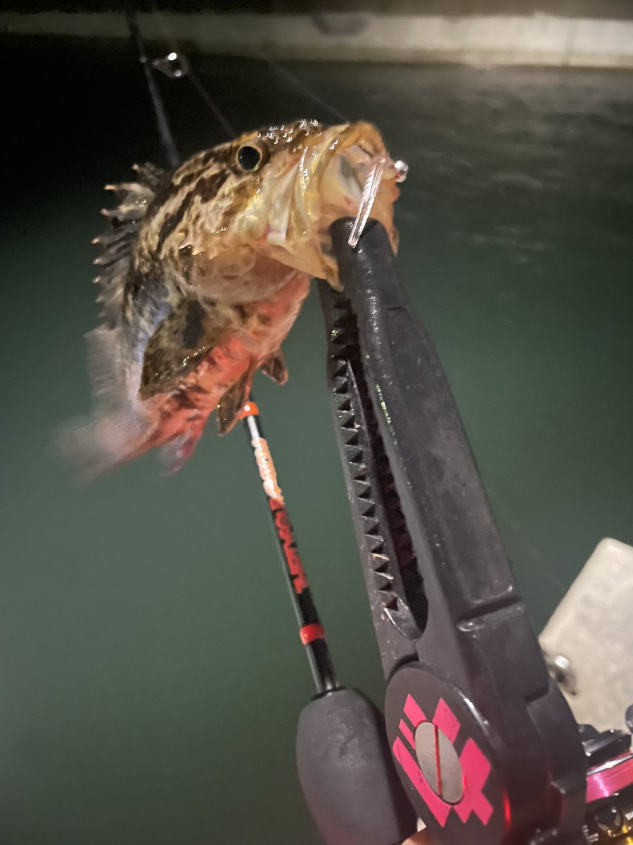 yayo_skywalker's tweet photo. 今日も釣りへ🎣

夕まずめ、サビキで豆アジゲット☝️
地合いは10分くらい💦

その後はメバルさんたちが遊んでくれました🤲✨

 #愛知アジング
 #Thirty34Four https://t.co/KZh48h0ovU