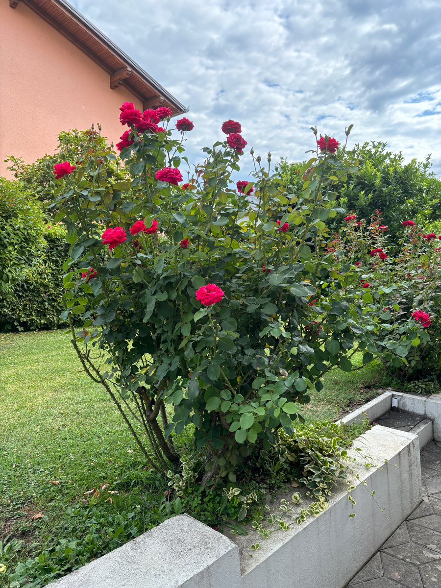 Zasađena 1974.  “Maršalka” kako je zove ćale, po Titu.
51 godinu stara ruža. 🌹🥰♥️