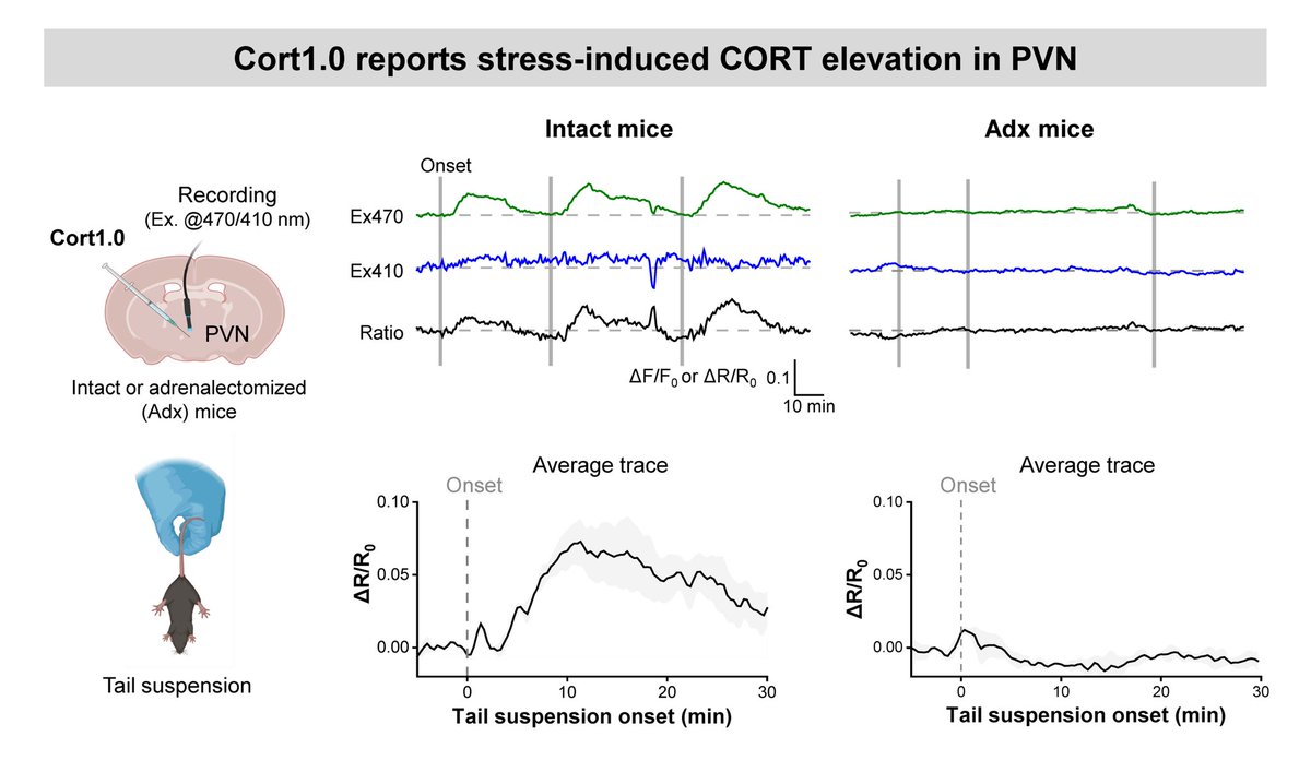 (3/3) Applying Cort1.0 in vivo: We observed stress-induced 😰CORT elevation in the hypothalamus (e.g.,during tail suspension) with Cort1.0 by fiber photometry.Real-time stress hormone readouts, live!