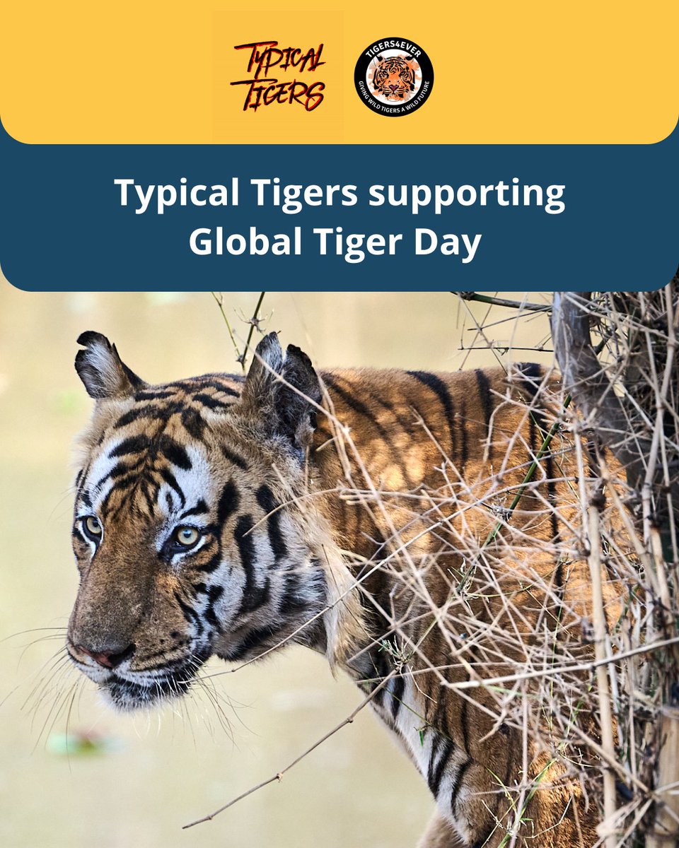 Typical Tigers 🐯 (@typicaltigernft) on Twitter photo As you know we at <a href="/TypicalTigerNFT/">Typical Tigers 🐯</a> are launching a 333 collection on Global Tiger day (29th july) and 100% of the proceeds will go to charity , <a href="/Tigers4Ever2010/">Tigers4Ever</a> .
<a href="/bleverxyz/">Blever</a> have waived their fee to help us maximise the donation !
If you or your project would like to support As you know we at <a href="/TypicalTigerNFT/">Typical Tigers 🐯</a> are launching a 333 collection on Global Tiger day (29th july) and 100% of the proceeds will go to charity , <a href="/Tigers4Ever2010/">Tigers4Ever</a> .
<a href="/bleverxyz/">Blever</a> have waived their fee to help us maximise the donation !
If you or your project would like to support