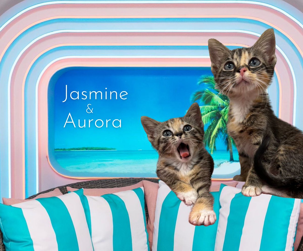 AggielandHumane's tweet image. We just dropped a bombshell on these Bombshells...

$7 adoptions at Aggieland Humane TODAY through Saturday 7/12! 🔥 

We&apos;ve got your type on paper, check them out here: aggielandhumane.org/adopt-a-pet/