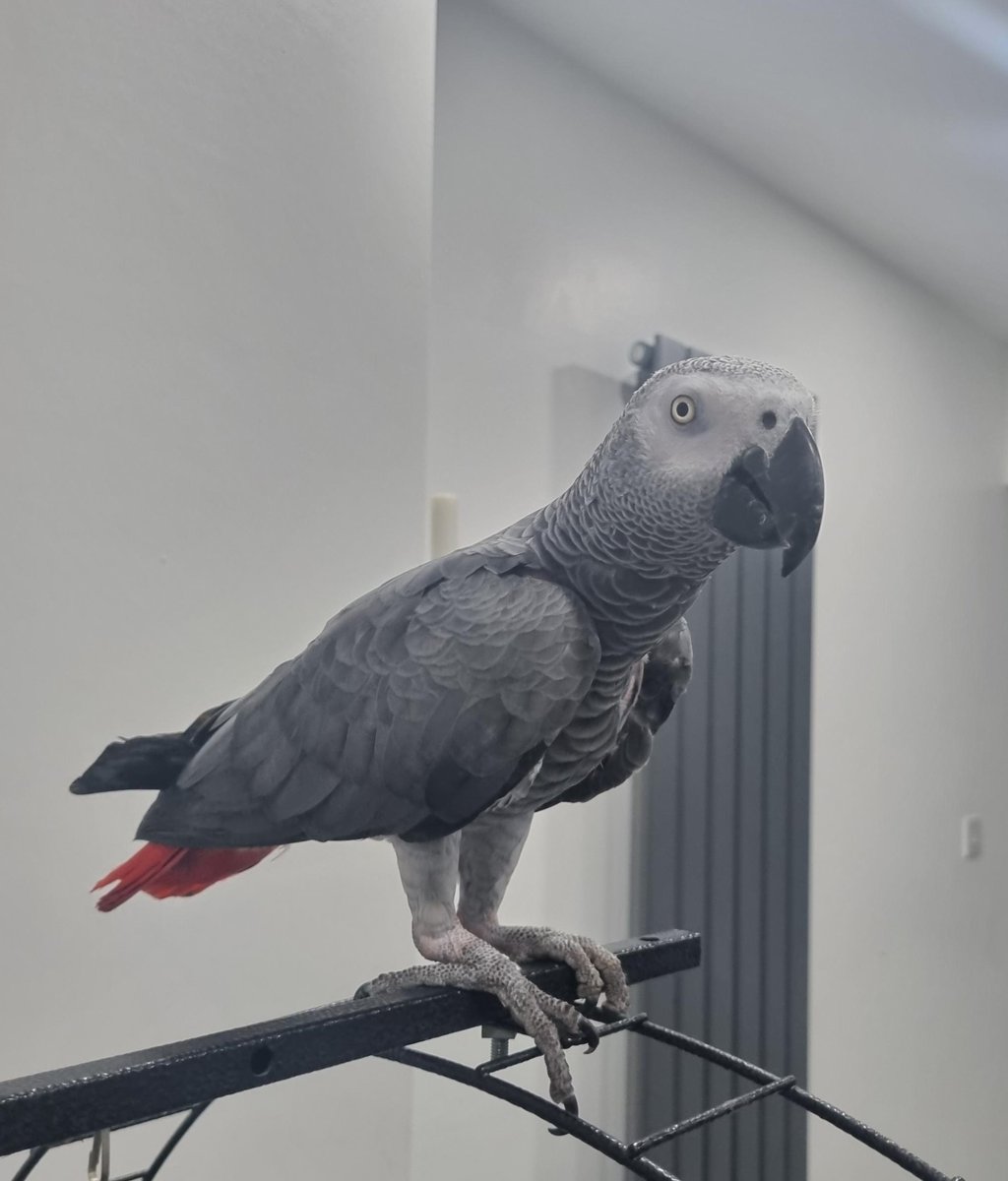 Pleck Police tweet media