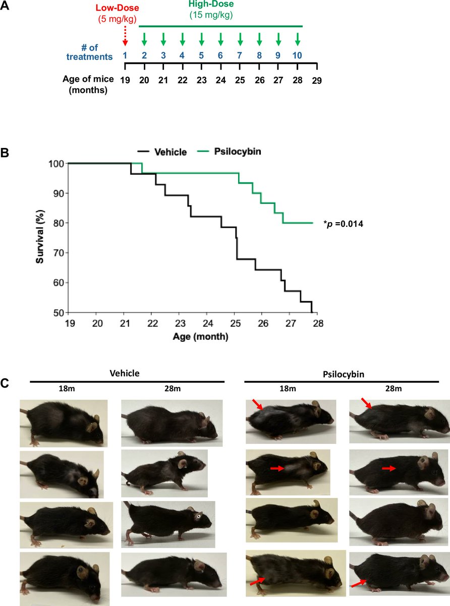 DrGlorioso's tweet image. Magic mushrooms increase lifespan in mice (new study)
Read the Nature Aging Study: nature.com/articles/s4151…
"To evaluate the impact of psilocybin on longevity in vivo, aged (19 month) female mice were treated with vehicle or psilocybin once/month for 10 months ; mice were…
