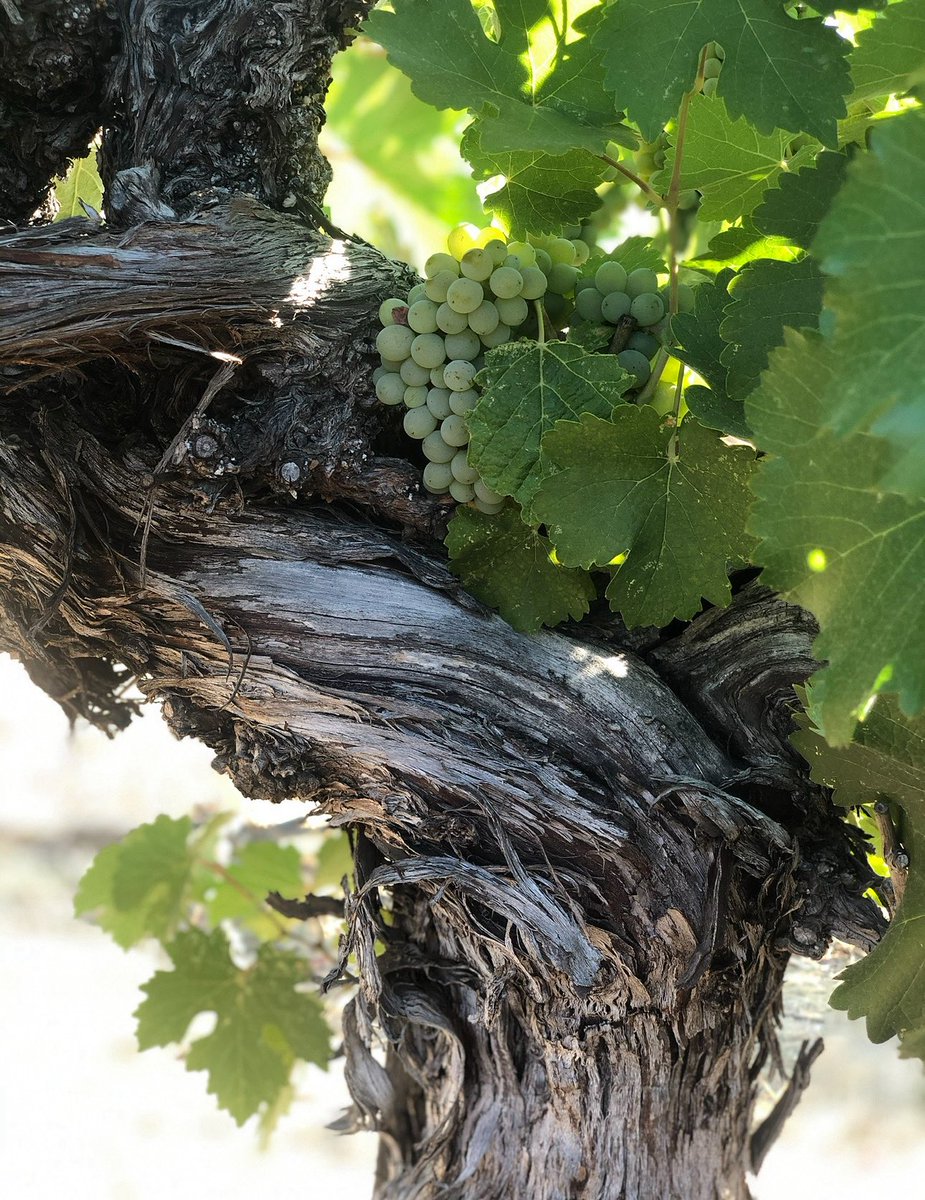 Every vine has a story…. This story begins with our Grandpa, Peter Mondavi Sr., when he helped develop this Chenin Blanc vineyard in 1947.  We are excited to close the circle and make our Aloft wines Chenin Blanc from this exact same vineyard our Grandpa developed. #napavalley