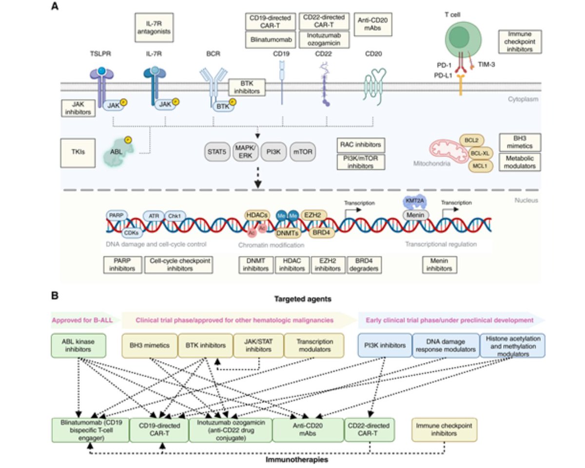 BCD_AACR's tweet image. Overcoming B-ALL Resistance to Targeted and Immune Therapies by Rational Combination Strategies: brnw.ch/21wU2WY @Elvin_Wag