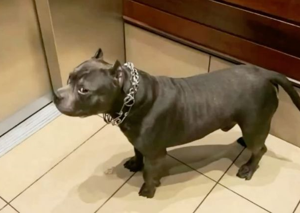 Metizport tweet media