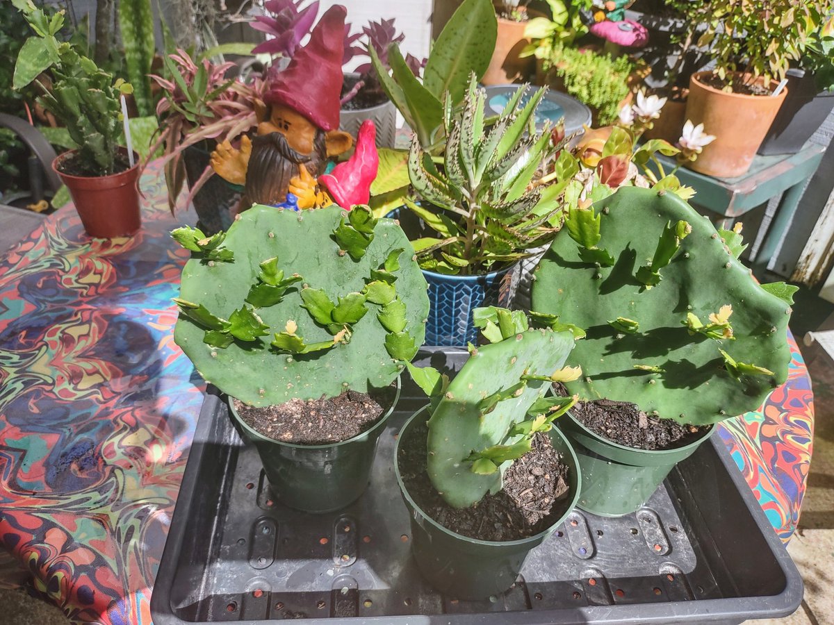 wyric64's tweet photo. Last week I started grafting christmas cactus trees to have a good supply for the holiday season. They are coming along great. #thursdayvibe #GardeningX #plants https://t.co/TFqoyllUiF
