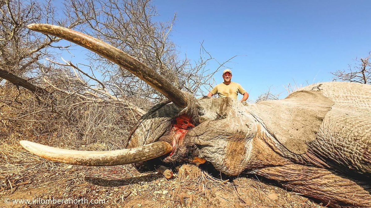 We have information that the 2 killed Super Tuskers are not Amboseli elephants. This is not a cross-border issue. The hunt took place in southern Tanzania.

Nevertheless, 2 large bulls are now missing from the reproductive chain.

#NotYourTrophy
#SuperTuskersTZ
#BanTrophyHunting