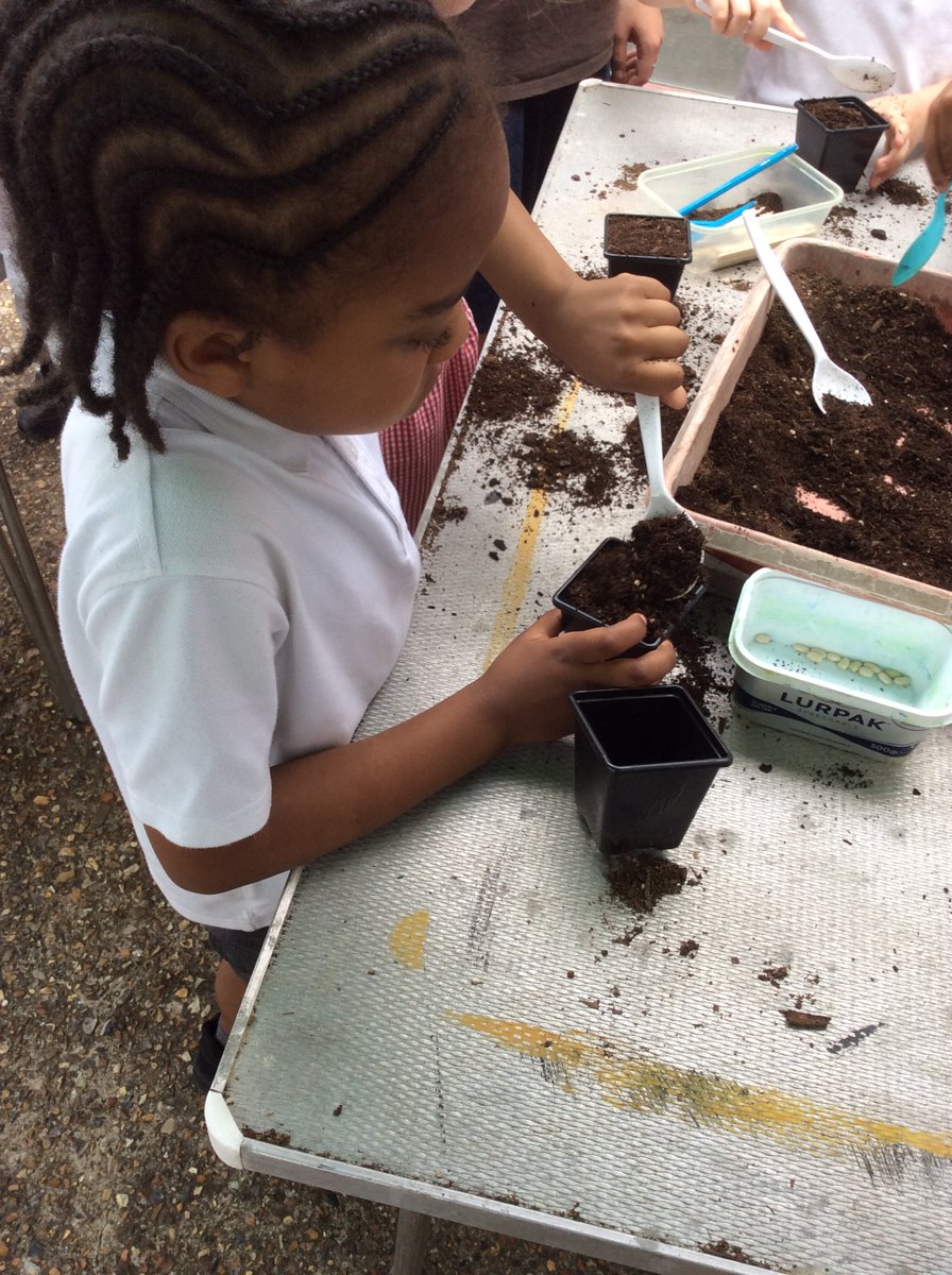 Year One had a wonderful day out at Brockwell Greenhouses. We learned about the life cycle of a plant and explored the beautiful gardens. We even planted our own runner bean seed to take home! 🌻 Thank you for having us <a href="/GardenBrockwell/">BrockwellGreenhouses</a> 

#KS1 #Science