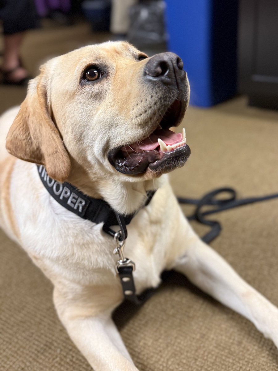MorganTrau's tweet image. Dog party at work today!!!
Meet @OSHP troopers Hope and Bella! Hope is a therapy dog and Bella sniffs for explosives 🦮🐕🦺❤️