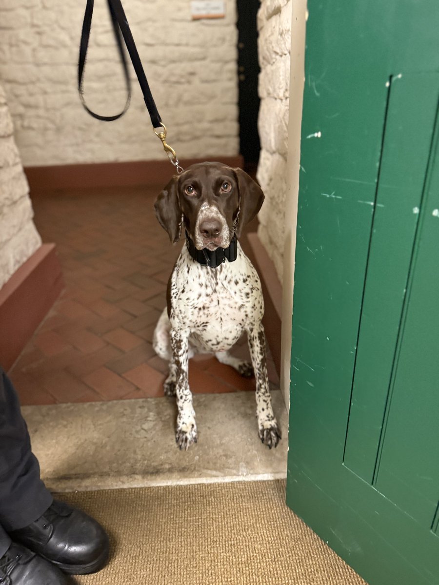 MorganTrau's tweet image. Dog party at work today!!!
Meet @OSHP troopers Hope and Bella! Hope is a therapy dog and Bella sniffs for explosives 🦮🐕🦺❤️