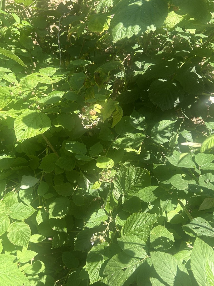 The Old Pheasantry tweet media