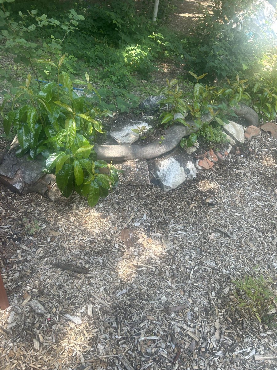 The Old Pheasantry tweet media