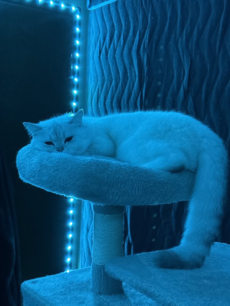 My dad lost my cat…now….when I’m bed ridden from jaw surgery and can’t go look for her. 

I know it’s not his fault with the dementia and all but it’s really hard to not be very mad at him. I’m the only one who has ever found her, if she doesn’t come back idk what I’ll do.