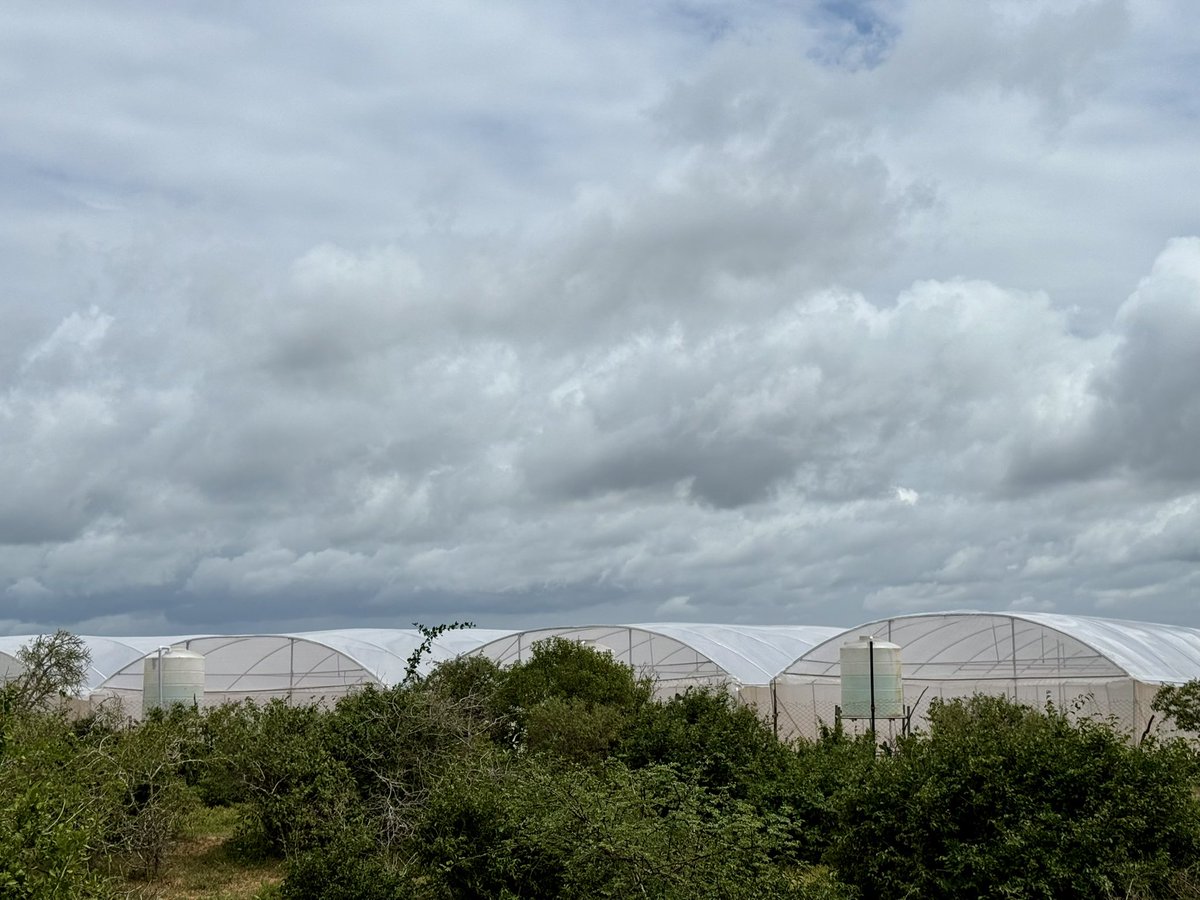 musse408's tweet photo. Dear Somalis 🇸🇴🍆🥕🫑🍅
Great news! Hecter Agri Tech has expanded from 26 to 30 modern greenhouses, now growing over 20,000 plants. With this, we’re boosting Mogadishu’s fresh produce supply by over 20% and creating more jobs for our people.
#HecterAgriTech #SomaliaFarming #GreenhouseRevolution #MogadishuProduce #FoodSecurity