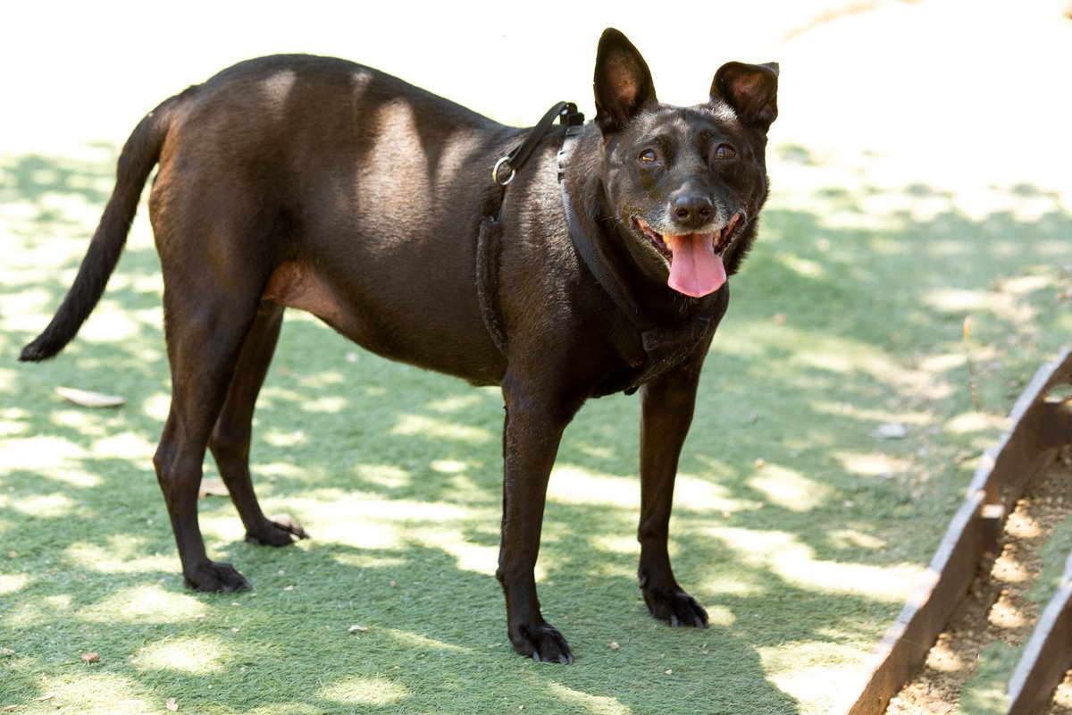 Hug your pets and loved ones for me. Erin and I lost our dog Eevee on Tuesday to a freak health complication. She was healthy and happy and had just been given a clean bill of health last month. Life is too damn short and it’s certainly not fair. This photo is from Monday…