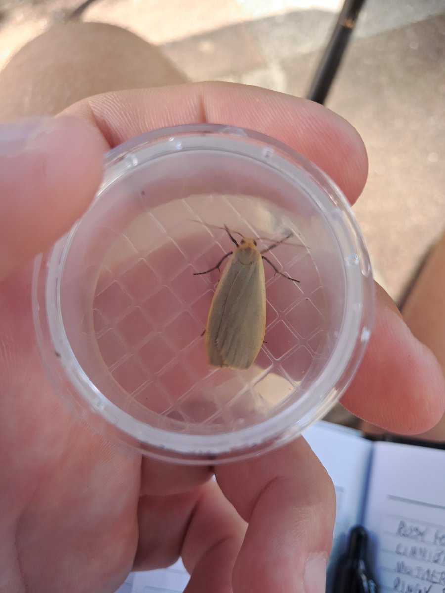 Rosy &amp; Dingy Footman moths