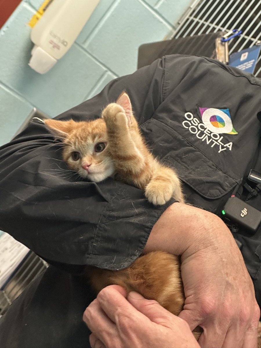 Happy National Kitten Day! 🐱

Today we celebrate the smallest, sweetest, and most playful members of the feline family—kittens! 

If you’ve been thinking about adopting, I encourage you to visit Osceola County Animal Services. ⬇️⬇️⬇️

📞 407-742-8000
🔗 osceolacountypets.com