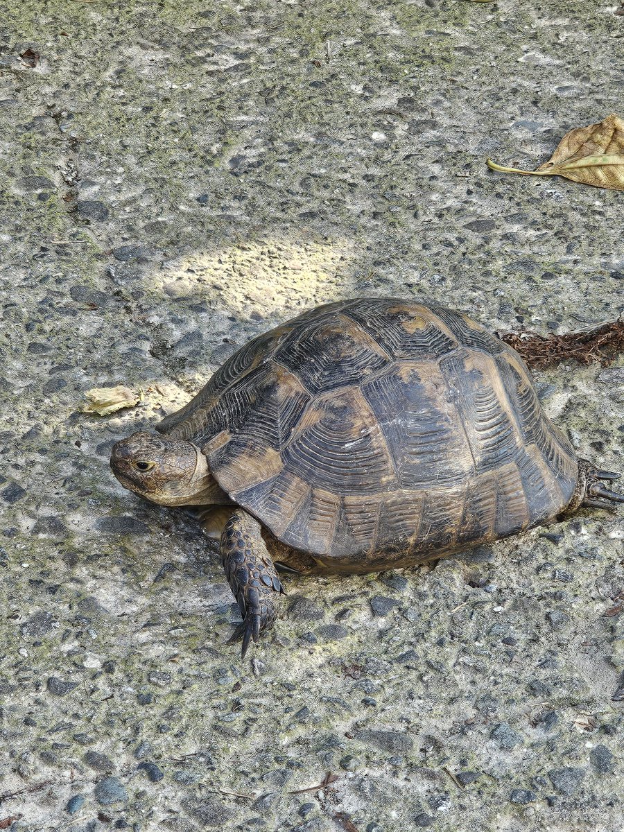 Habu nedu  bizum köye  ne işi var. #namliadam