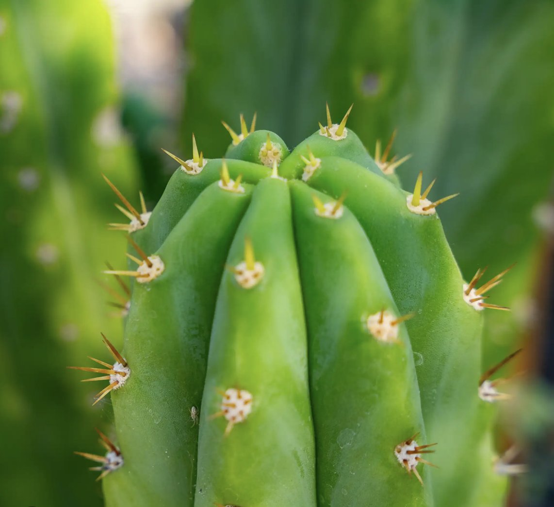 PaulAustin3w's tweet image. Microdosing mushrooms is no longer the best-kept secret in psychedelics. 

Low doses of San Pedro, combined with breathwork, cold plunges, and somatic work, has taken the crown.

Psilocybin has the hype, but the cactus is smoother, stronger, and better for nervous system healing.