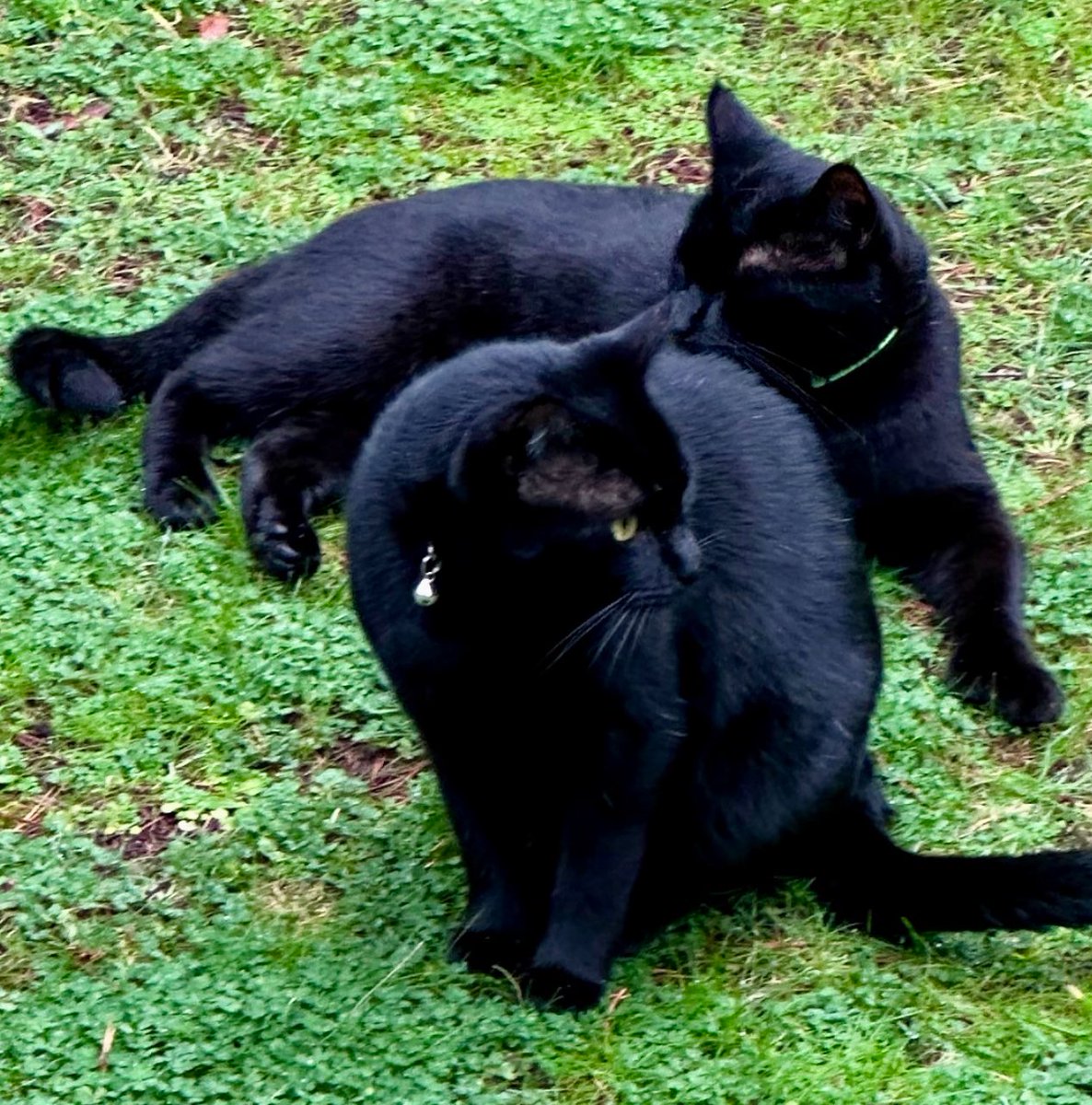 BootsBinx's tweet image. Ok, bro! With you looking east, and me looking west, us bros gotz the grounds covered in the event those nasty critters and zombs invade! 🙀🐈⬛🐾🐈⬛🙀