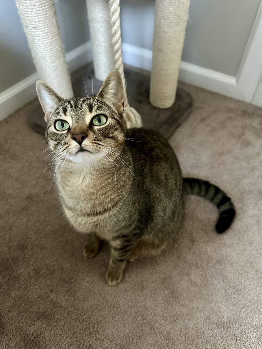 Need cat related content for your brands product or service?

I have 3 very sweet and loving kitties who love the camera!

#ugc #petugc #catugc #ugccommunity #femaleugccreator