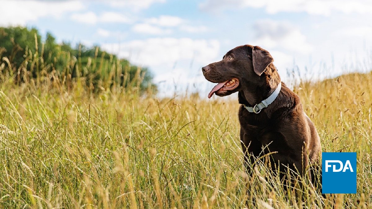 FDAanimalhealth's tweet image. Today, we approved the first long-acting flea & tick treatment to protect dogs against fleas & ticks for 8 to 12 months.
For more info, see: fda.gov/animal-veterin…