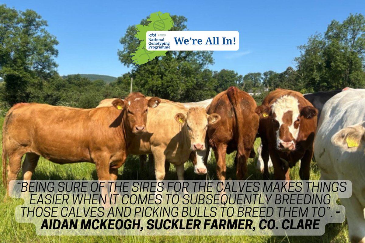 “All the information we get through the genotype along with the performance of the animal on the ground is what I use when picking which heifers are retained as replacements in my own herd and which are put forward for sale as breeding heifers.”
Read more: icbf.com/from-birth-to-…