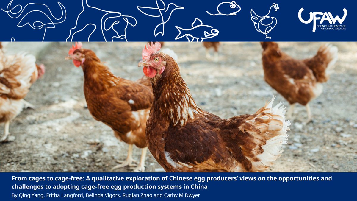 AW_TheJournal's tweet image. π NEW STUDY explores Chinese egg producersβ perspectives on transitioning from conventional cages to cageβfree systems, highlighting both opportunities and challenges.
π Read the full article here: ow.ly/5AYc50WnKtM
#AnimalWelfareScience #AnimalWelfare