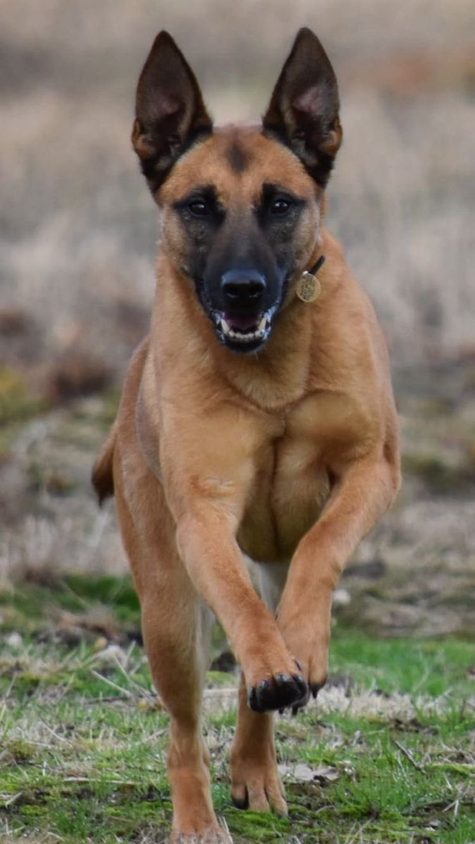 Warwickshire Police Dog Section tweet media