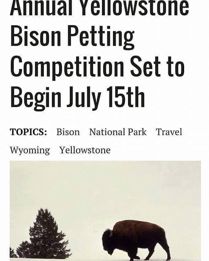 kjsdad1234's tweet image. Have a blessed and wonderful day ❤️❤️❤️Yes, people actually try to pet the Buffalo