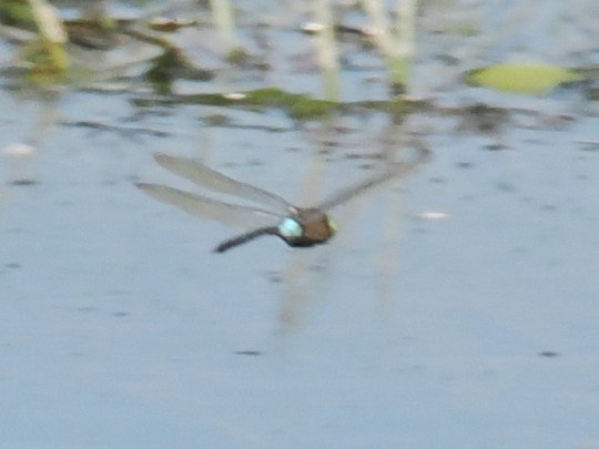 Chris Atkin tweet media