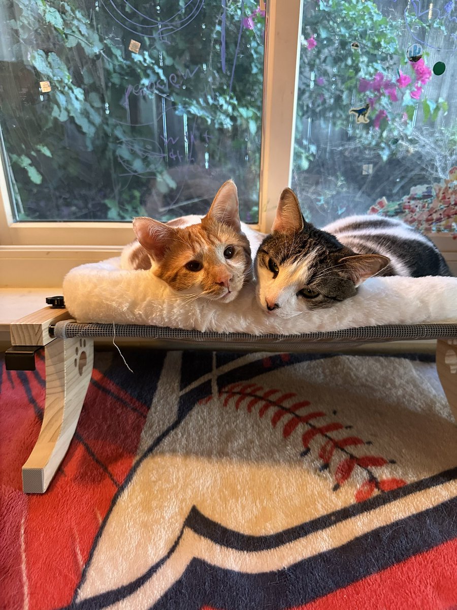 ShrimpGritsCats's tweet image. My wife bought this new cat bed recently (that we can also attach to a window) and the kitties have spent almost all their time cuddling in it