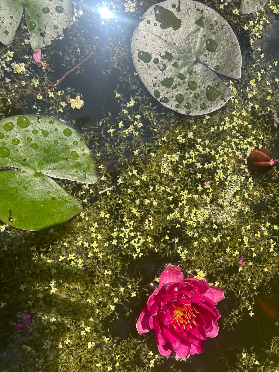 Our water lily is blooming! Come and check it out and enjoy the lovely gardens. 

#LdnOnt #Gardens #Museum
