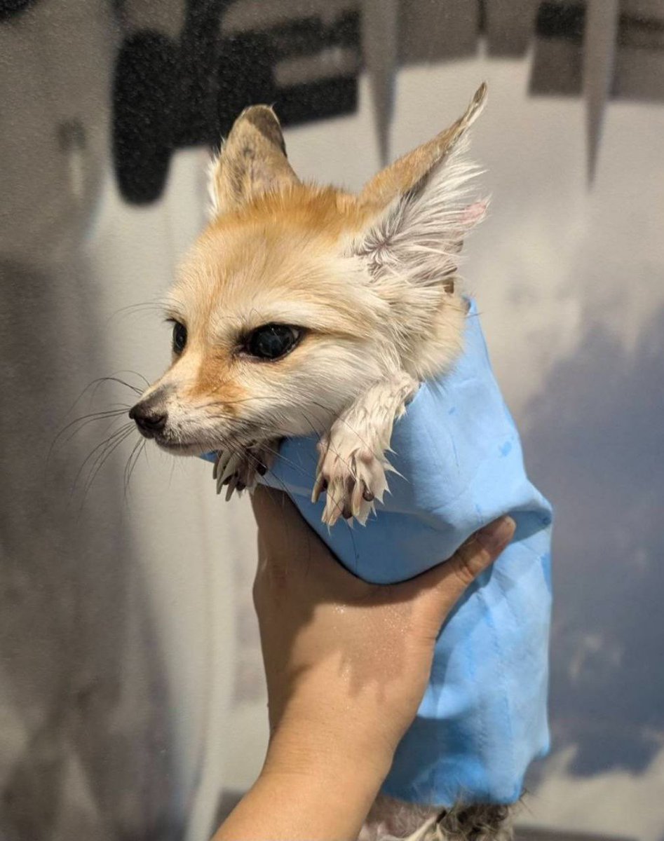 Sawfthausen tweet media