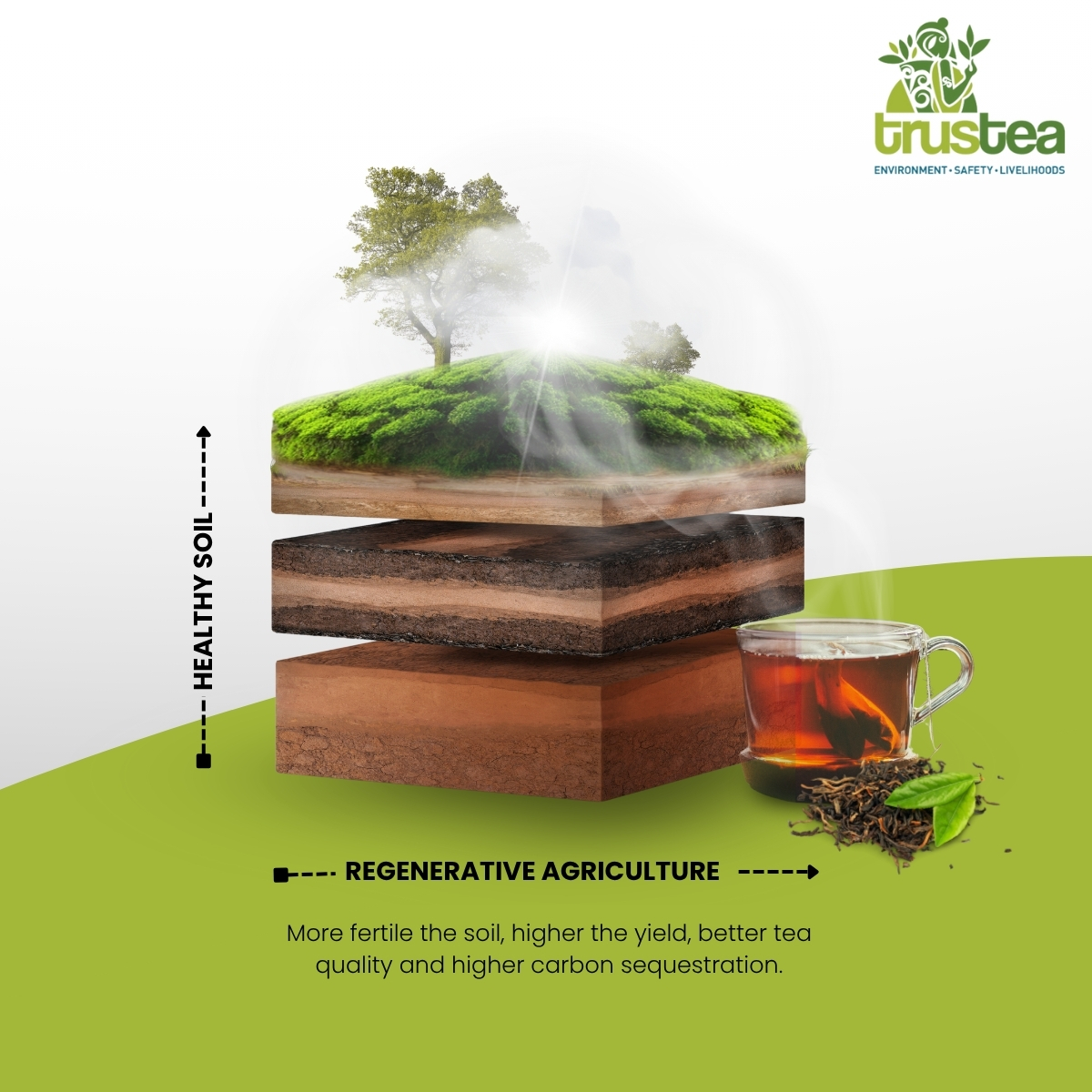 TrusteaF's tweet photo. Trustea advocates #RegenerativeAgriculture for sustainable tea! 🌿 Healthier soil means better yields, higher quality tea & more carbon sequestration. Learn how we're growing a greener future: https://t.co/o8MrvOztxj #Trustea #SustainableTea https://t.co/R0fnjBHYuG