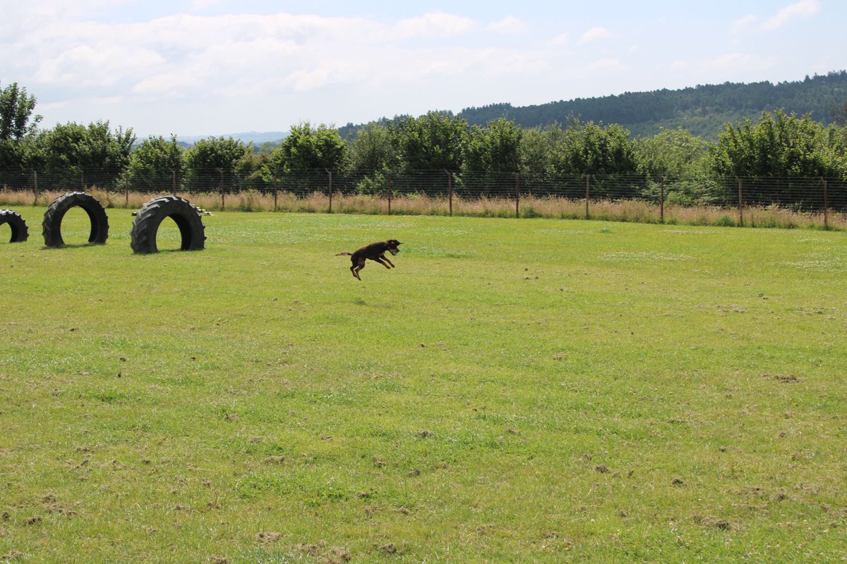 AverageCall's tweet image. Dogs enjoying the sun before it got too hot 🐶☀️