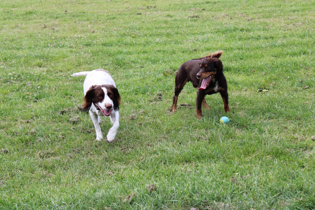 AverageCall's tweet image. Dogs enjoying the sun before it got too hot 🐶☀️
