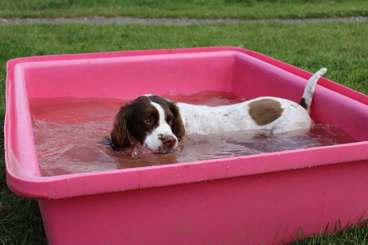 AverageCall's tweet image. Dogs enjoying the sun before it got too hot 🐶☀️