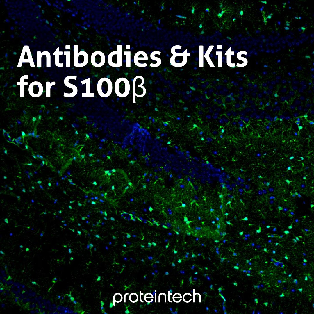 Proteintech's tweet image. Proteintech offers a wide selection of antibodies and immunoassay kits targeting S100β, giving you the flexibility to choose the optimal reagent for your application.
Learn about this featured antibody: ow.ly/XrFm50WmpUH