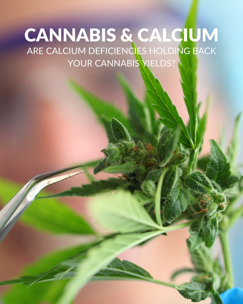 Calcium deficiency in cannabis can lead to slow growth, tip burn, and poor yields.

Learn how to diagnose and correct it using Cal Kick or Spike (CaMg).
Full blog post: plantprod.com/news/cannabis_…

#CannabisGrowers #PlantProdMJ #CalciumDeficiency