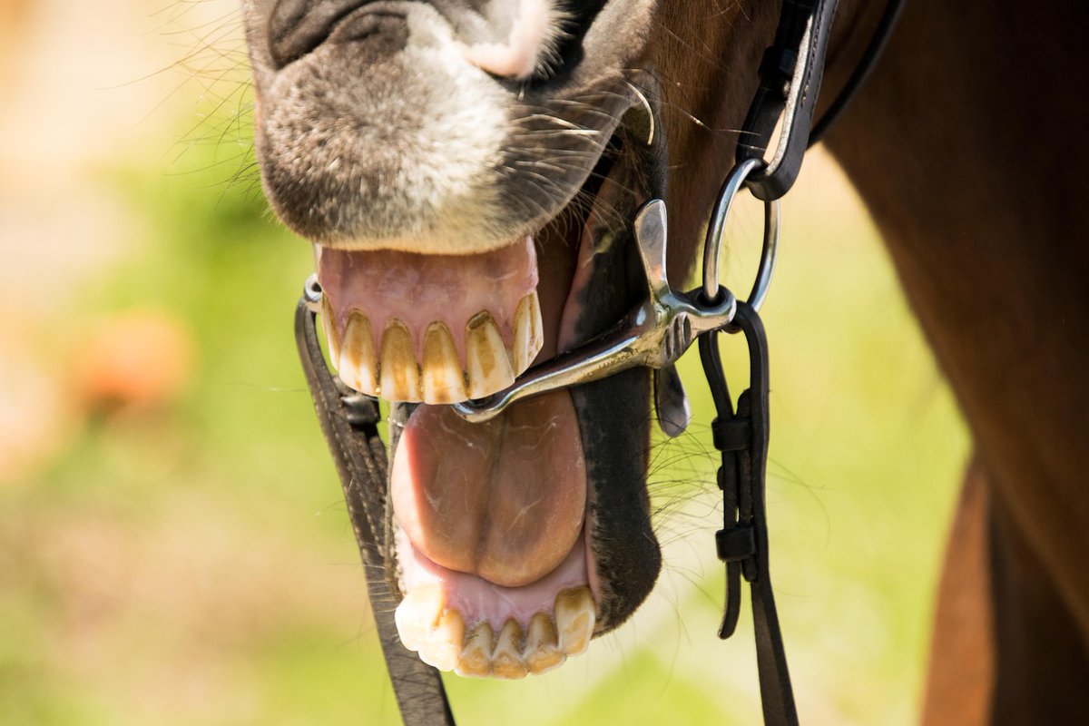 LFPCheval (@lfpcheval) on Twitter photo 🤩👏 Salivation artificielle : une pratique désormais interdite dans toutes les disciplines équestres
➡️ ow.ly/47zn50WmwFX 🤩👏 Salivation artificielle : une pratique désormais interdite dans toutes les disciplines équestres
➡️ ow.ly/47zn50WmwFX