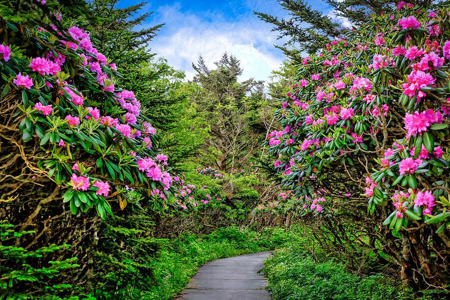 shelia_hunt's tweet image. Pink blooms explode. Roan Mountain’s spring magic captured—bring it home.
buff.ly/PdR16Jz

#RoanMountain #Rhododendrons #SpringBloom #AppalachianBeauty #BlueRidgeMountains #NaturePhotography #FineArtPrints #BuyIntoArt #SheliaHuntPhotography