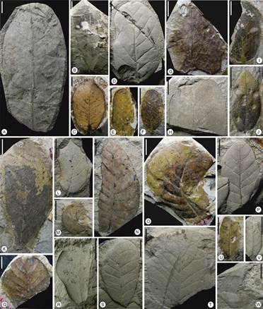 airnewsalerts's tweet image. Leaf fossils reveal how #Himalaya rewrote Kashmir weather 4-Million-Years ago 

A groundbreaking study by Indian Scientists has revealed that the Kashmir Valley, now known for its cool, Mediterranean-type climate, was once a warm, humid subtropical paradise

This ancient climate,…