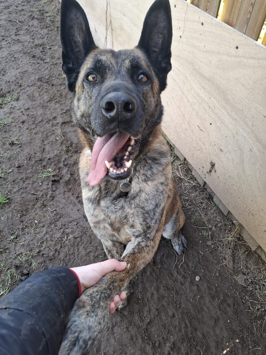 ☀️ 𝗭𝗲𝗰 𝘇𝗼𝗲𝗸𝘁 𝗲𝗲𝗻 𝗺𝗮𝘁𝗰𝗵!
7-jarige vriendelijke reus 🐾 die denkt dat hij een schoothond is 😉 Dol op ballen vangen, knuffels en waakzaam zijn. Zoekt een huis met ruimte en tuin.
Lees meer:  dierencentrumachterhoek.nl/onze-dieren/di…
#adopteer #hondzoektbaas #dierenasiel