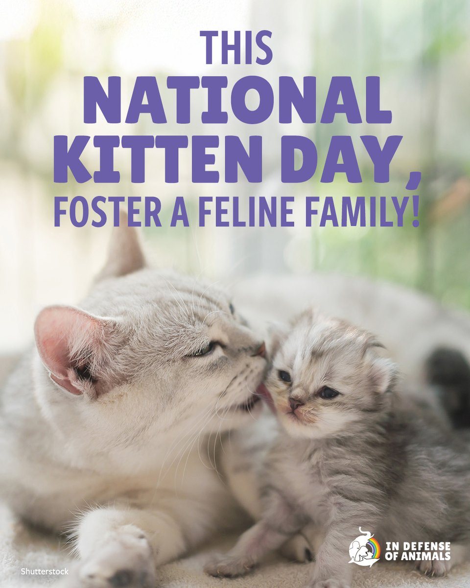 IDAUSA's tweet image. 🐾 It's National Kitten Day!
Kittens everywhere need foster homes to thrive.
Foster a feline family and save lives — yours included.
Ask your local shelter or #rescue groups how you can get involved.
Learn more: bit.ly/4kyQTCT
#NationalKittenDay #FosterADream