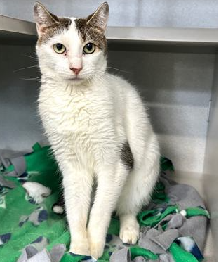JLthekid9999's tweet image. 🆘🆘 MUCHI, 6 YO,  FEMALE–  IN MANHATTAN ACC - came into the shelter as an owner surrender on 4/27/2025, with the surrender reason stated as animal behavior - aggressive towards people.  🆘🆘 😿 😿 😿 😿

➡️TBD 7/12/25

➡️ TOO LOW ON PLEDGES TO STIMULATE RESCUE INTEREST

➡️🆘🆘
