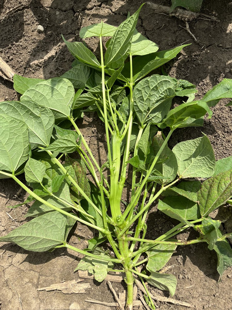 megnmoran's tweet image. White bean plants with fasciation. I’ve never seen that in beans before, found quite a few in this field.