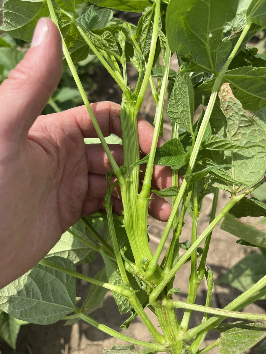 megnmoran's tweet image. White bean plants with fasciation. I’ve never seen that in beans before, found quite a few in this field.